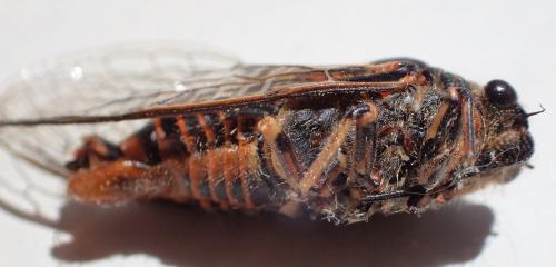 Réf. 186 025 : Cicadetta sp.